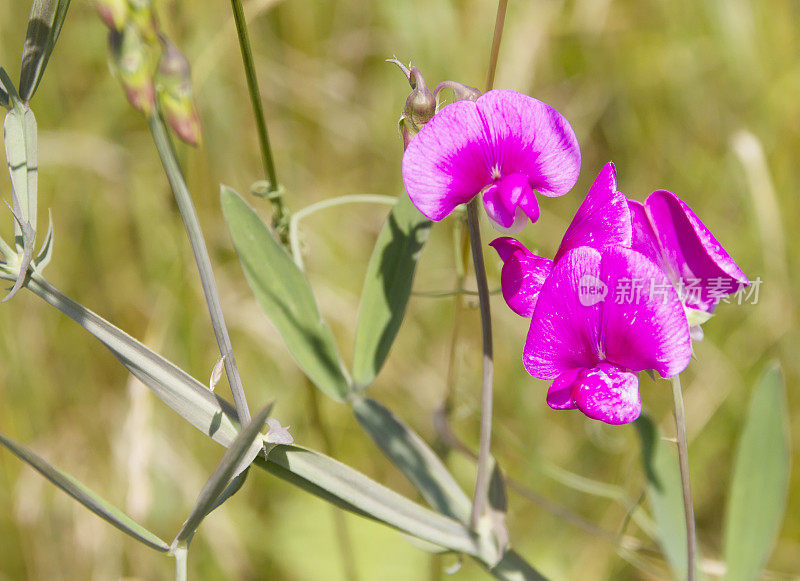 阔叶万年青豌豆(Lathyrus latifolius)